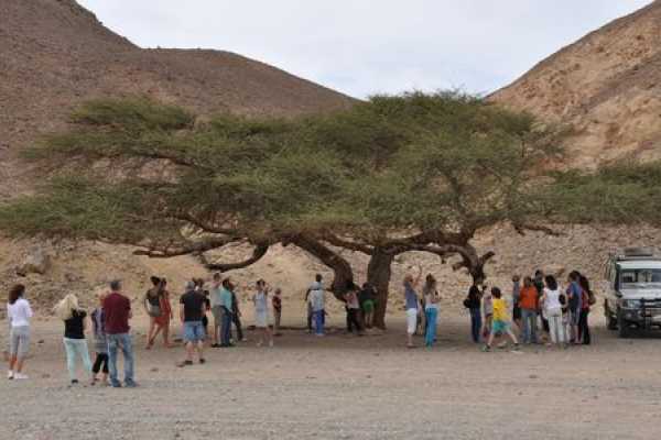 Aladin Morning Safari from Marsa Alam