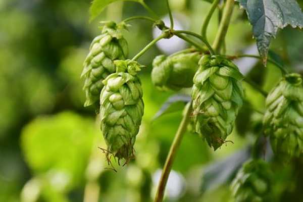 Cerveza Tour
