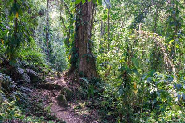 Congo Trail Round Trip Transport