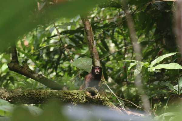 Congo Trail Round Trip Transport