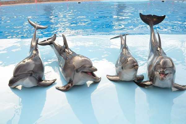 Dolphin Show Tour from Hurghada