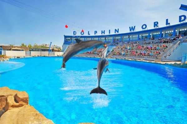 Dolphin Show Tour from Hurghada