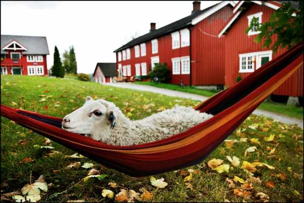 Akevitt - reisen Trondheim - Inder&oslash;y Brenneri