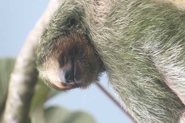 Bijagua Sloth Search and Discovery