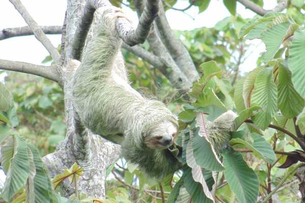 Bijagua Sloth Search and Discovery