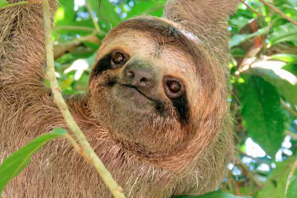 Bijagua Sloth Search and Discovery