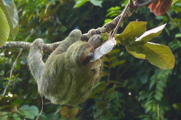 Bijagua Sloth Search and Discovery