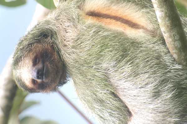 Bijagua Sloth Search and Discovery