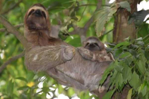 Bijagua Sloth Search and Discovery