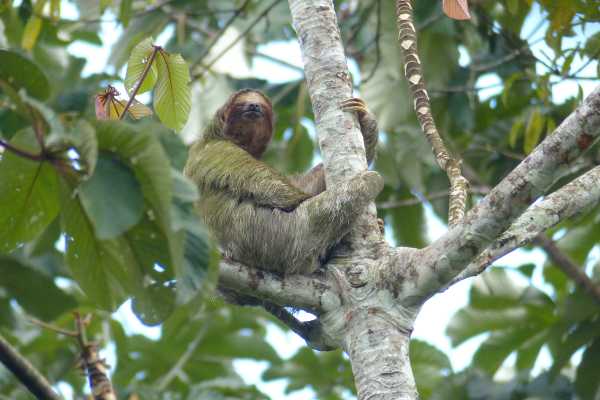 Bijagua Sloth Search and Discovery