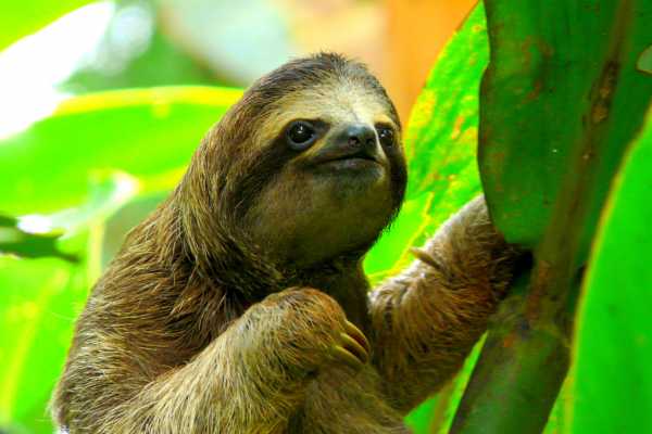 Bijagua Sloth Search and Discovery