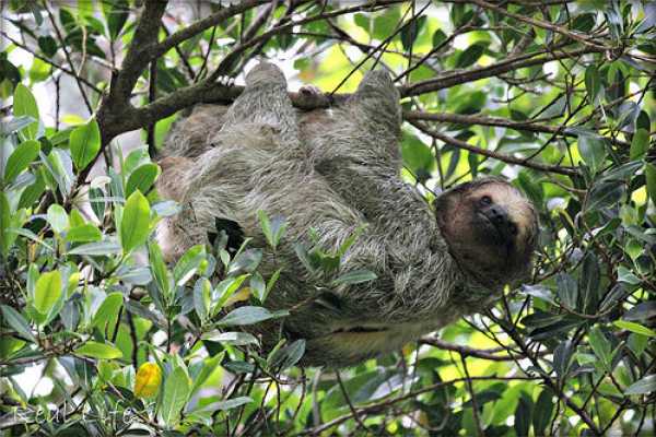 Bijagua Sloth Search and Discovery
