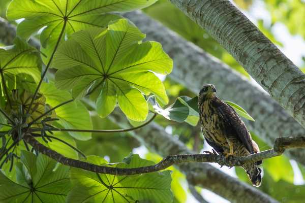 Bird-Watching and Cultural Tour