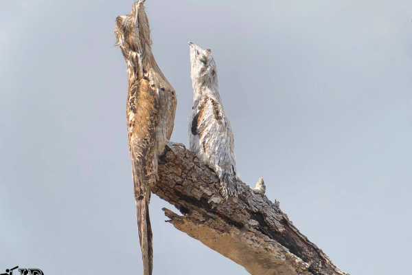 Bird-Watching and Cultural Tour