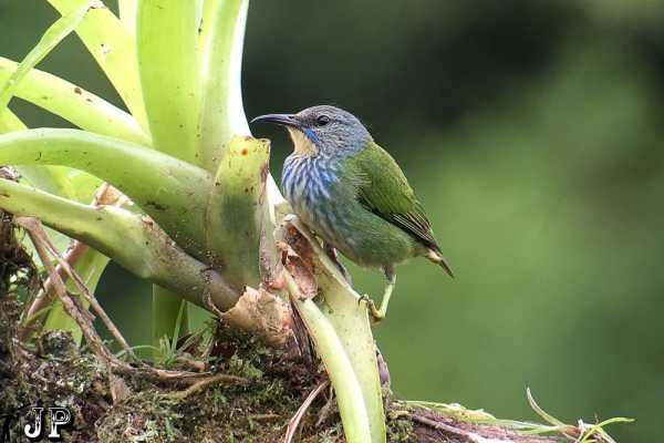 Bird-Watching and Cultural Tour