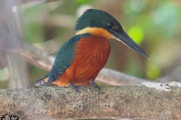 Bird-Watching and Cultural Tour