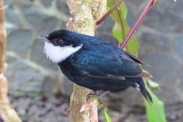 Bird-Watching and Cultural Tour