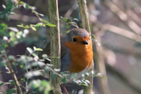 Bird-Watching and Cultural Tour