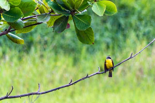 Bird-Watching and Cultural Tour