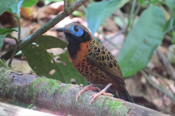 Bird-Watching and Cultural Tour