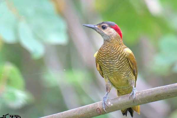 Bird-Watching and Cultural Tour