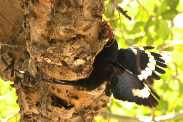 Bird-Watching and Cultural Tour
