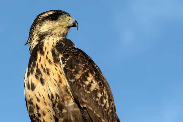 Bird-Watching and Cultural Tour