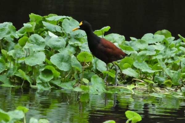 Bird-Watching and Cultural Tour
