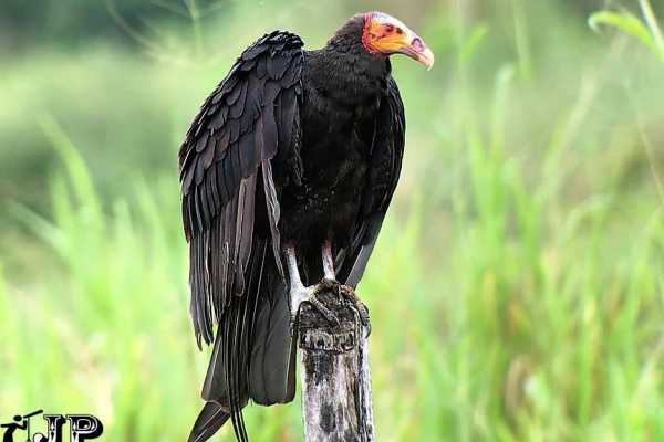 Bird-Watching and Cultural Tour