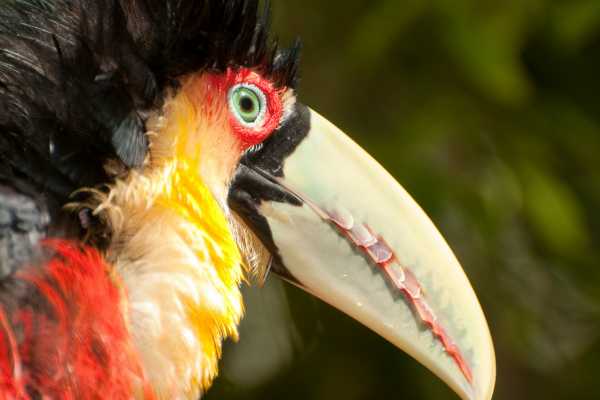 Bird-Watching and Cultural Tour