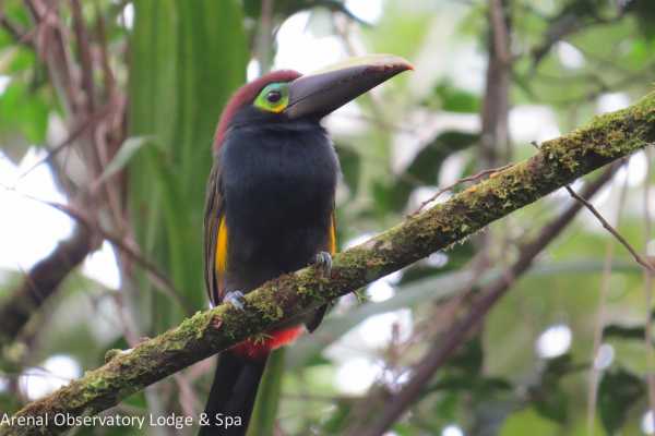 Bird-Watching and Cultural Tour