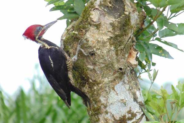 Bird-Watching and Cultural Tour