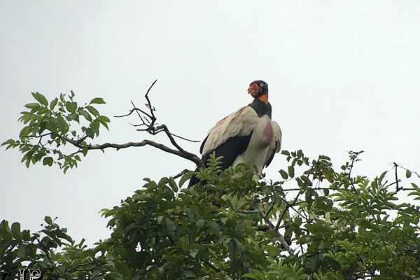 Bird-Watching and Cultural Tour