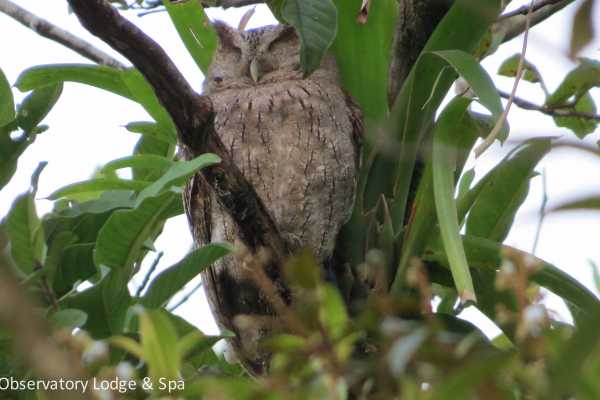 Bird-Watching and Cultural Tour