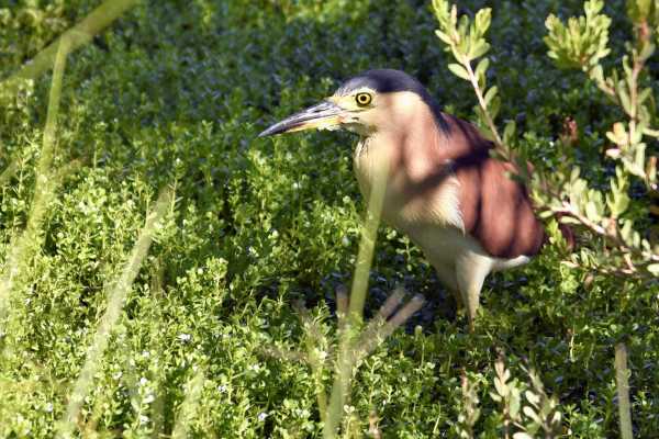 Bird-Watching and Cultural Tour