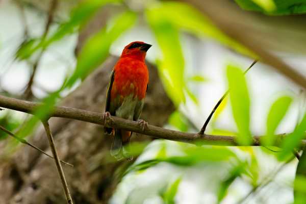 Bird-Watching and Cultural Tour