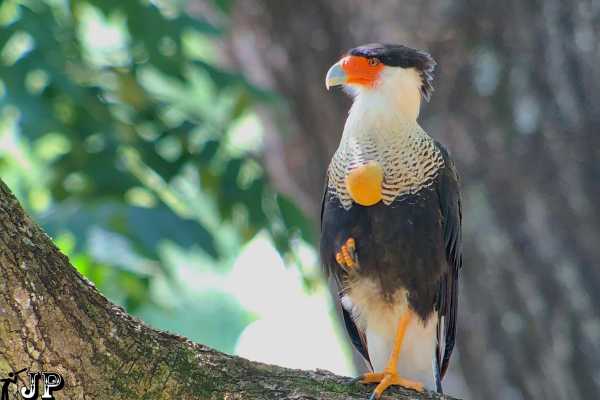 Bird-Watching and Cultural Tour