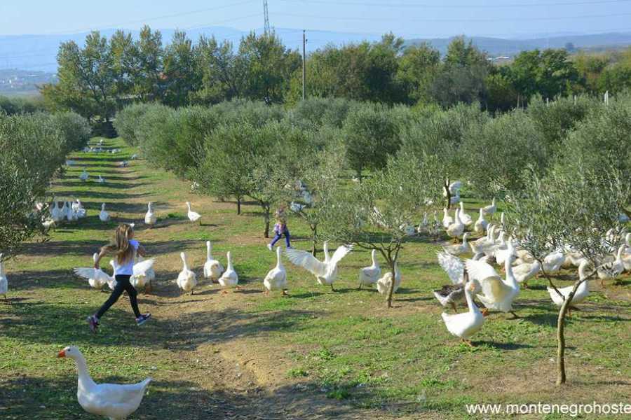 MH Travel Agency FOOD EXPERIENCE TOUR (ALBANIA) WITH MH TRAVEL