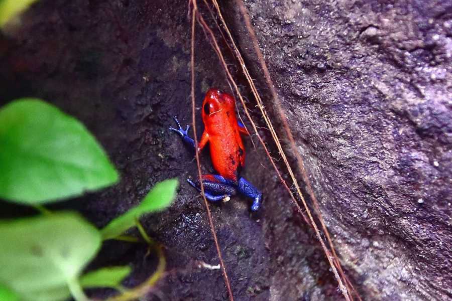 puma out of insect sloths