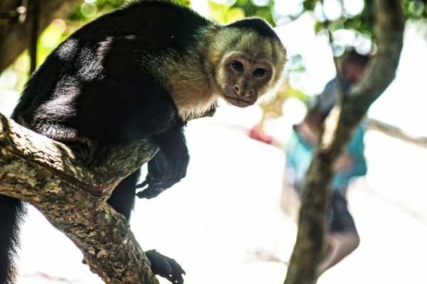 Manuel Antonio National Park