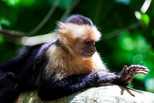 Manuel Antonio National Park