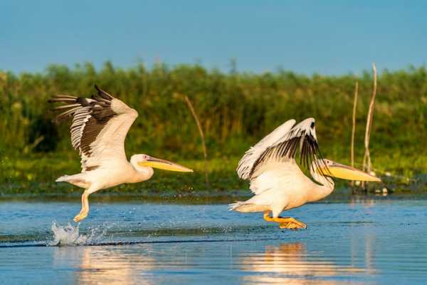 Full day tour into the Danube Delta (CT-05)