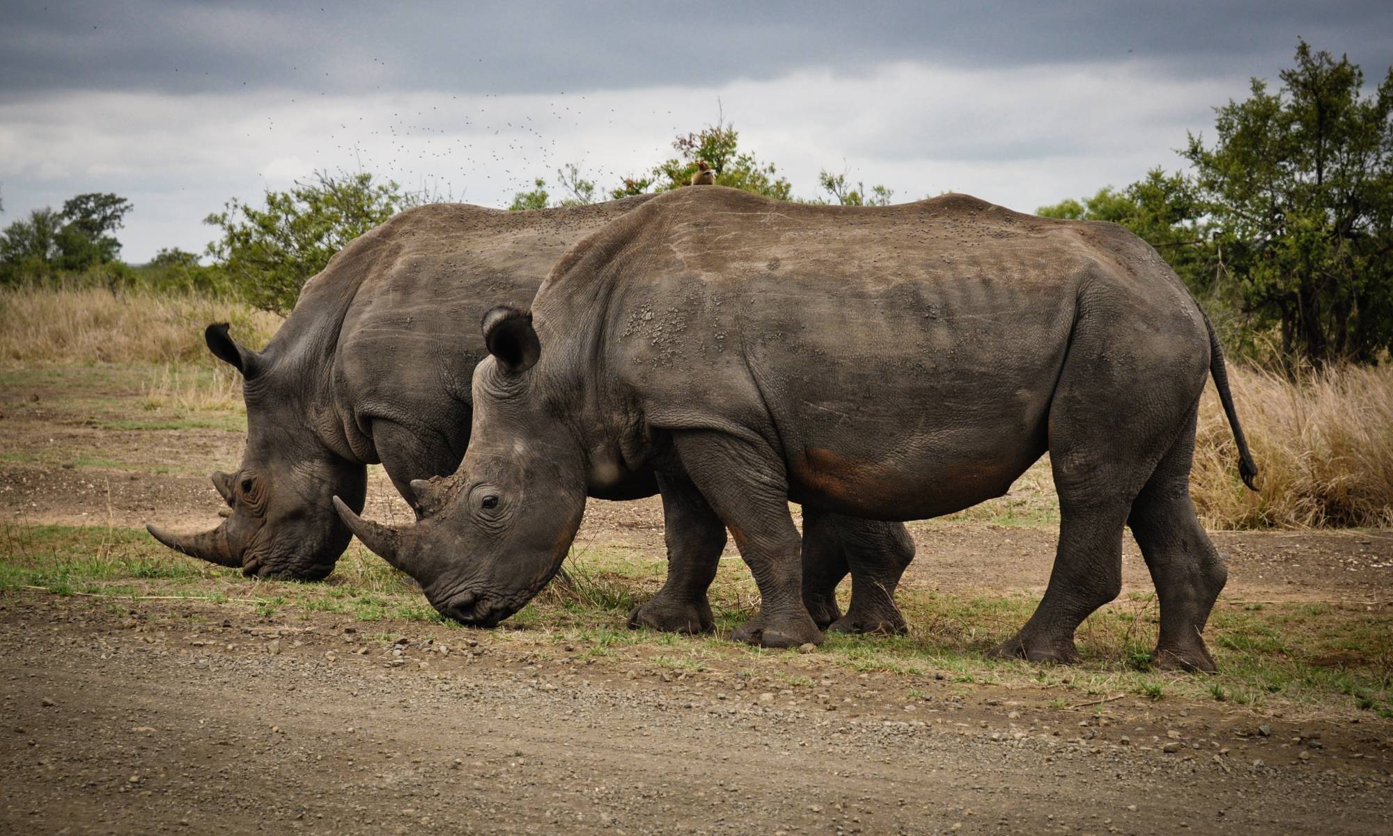 8 Days Okavango Delta and Victoria Falls