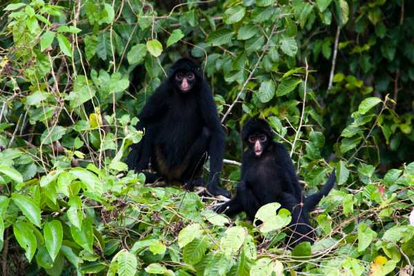 Congo Canopy Zip Line and Monkey Tour