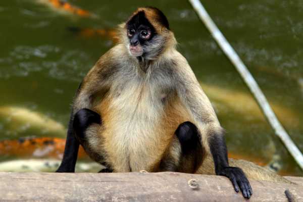 Congo Canopy Zip Line and Monkey Tour