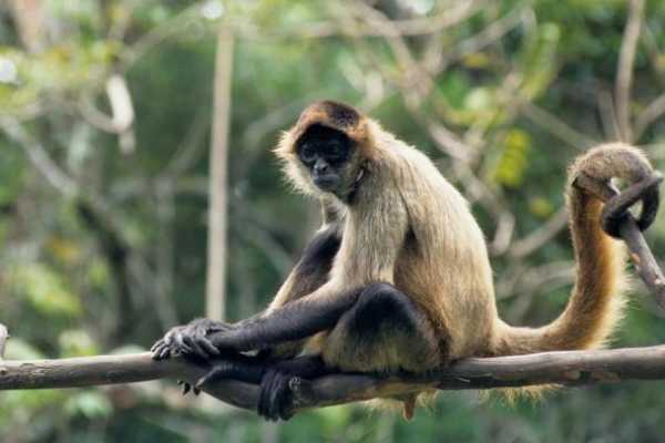 Congo Canopy Zip Line and Monkey Tour