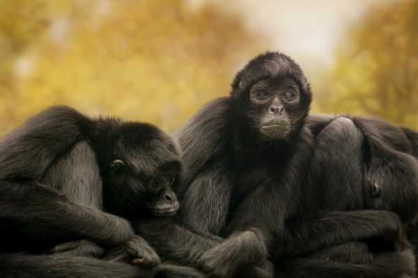 Congo Canopy Zip Line and Monkey Tour