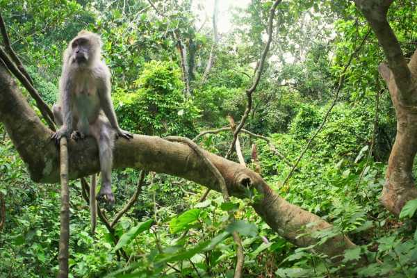 Congo Canopy Zip Line and Monkey Tour