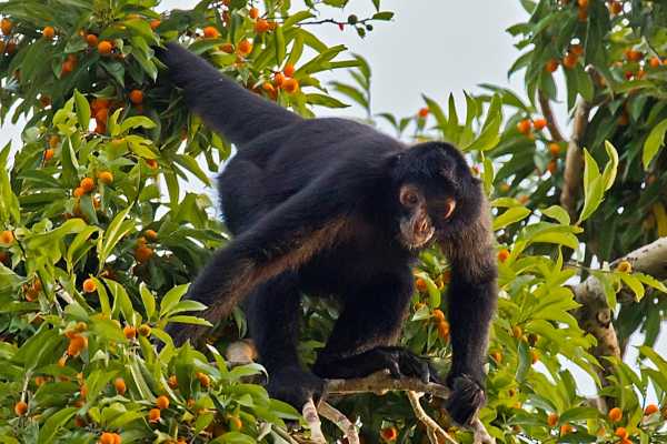 Congo Canopy Zip Line and Monkey Tour