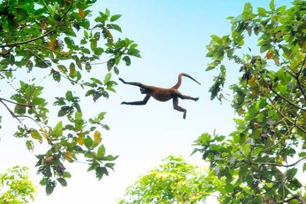 Congo Canopy Zip Line and Monkey Tour
